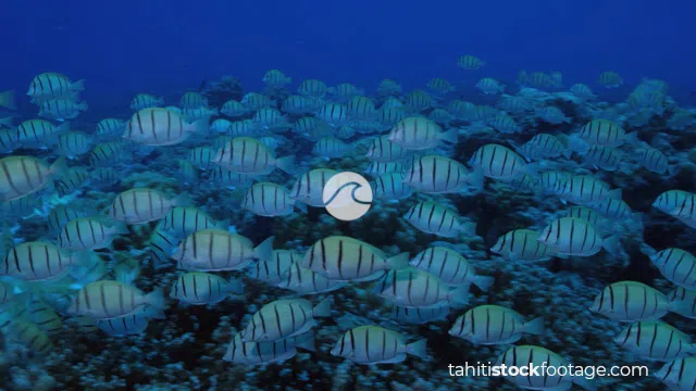 Convict tang surgeonfish stock footage
