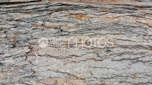 Ecorce tropicale et texture