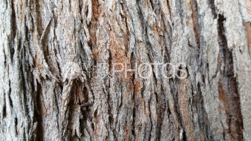 Bark of tropical tree, texture