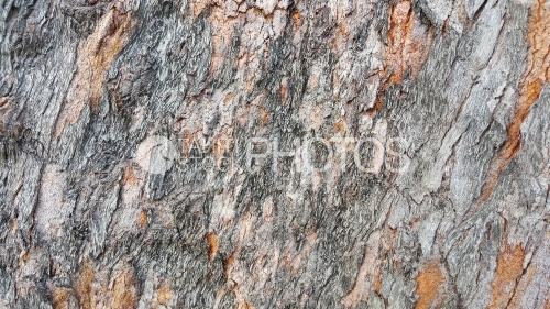 Bark of tropical tree, texture
