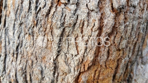 Ecorce et texture d écorce d arbre tropical