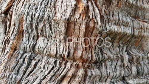 Texture et écorce, Bark