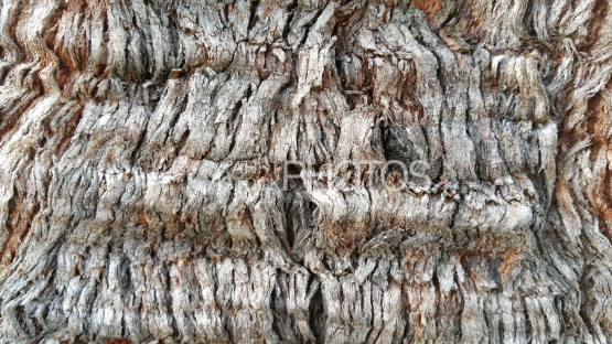 Ecorce d arbre tropical, texture