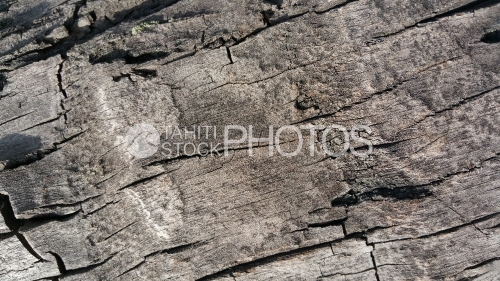 Texture  et écorce de cocotier