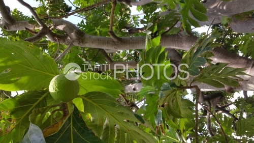 Arbre à pain et son fruit