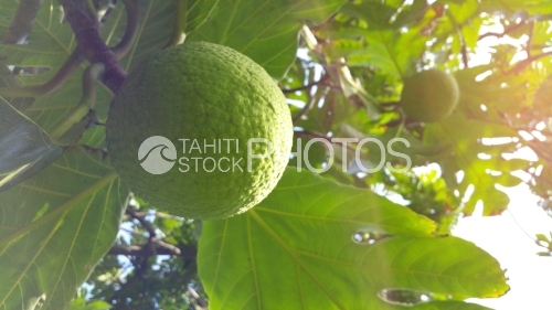 Breadfruit tree, Fruit de l'arbre Ã  pain