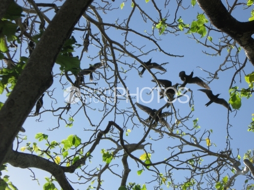 Noddis dans les arbres