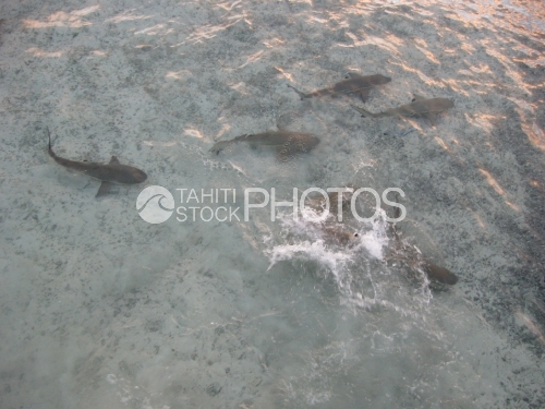 Black Tip Sharks in the lagoon