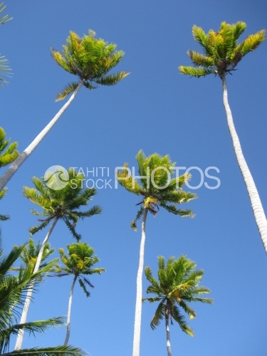 Coconut tree and sky, cocotier et ciel