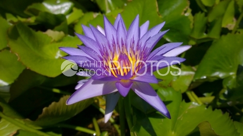 Single Nenuphar of Tahiti