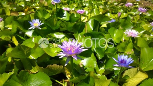 Champs de Nenuphars, Tahiti