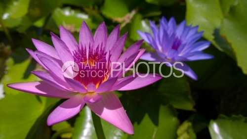 Deux Nenuphars de Tahiti