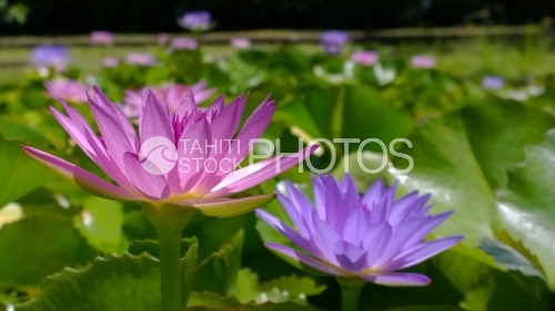 Nenuphars de Tahiti dans les jardins