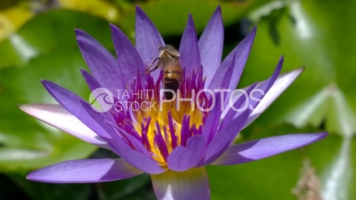 Abeille et Nenuphar de Tahiti