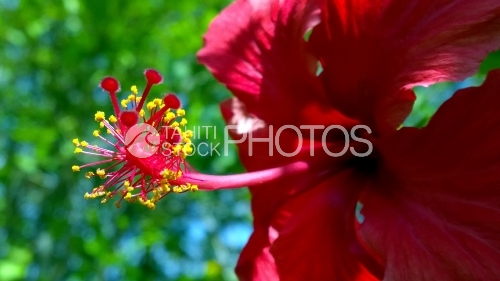 Hibiscus Rouge de Tahiti