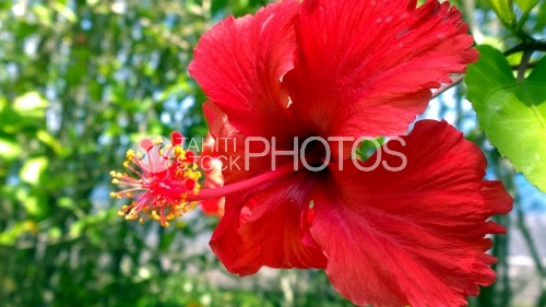 Hibiscus Rouge de Tahiti