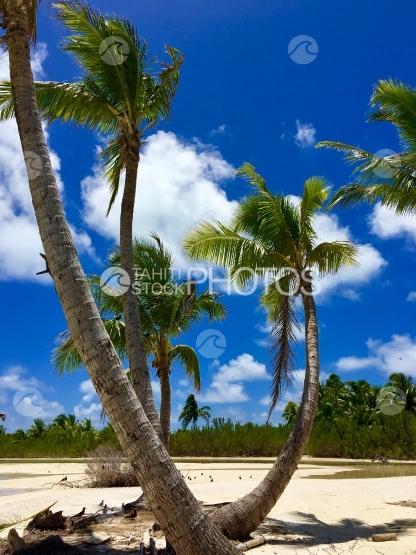 Palmiers à la plage de Tahuna Rahi, Tetiaroa