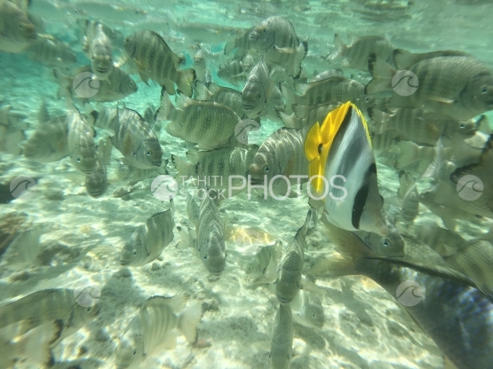 Essaim de poisson dans la lagune de Tetiaroa