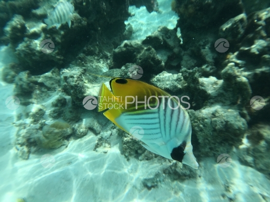Essaim de poisson dans la lagon de Motu Mahare, Huahine