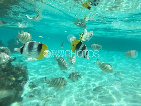 Essaim de poisson dans la lagon de Motu Mahare, Huahine