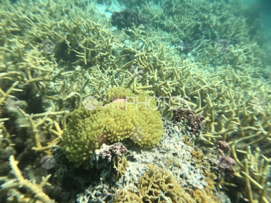 Anémones de mer et coral branchus dans les eaux du lagon