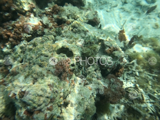 Coquilles colorées dans la lagune de Tahaa