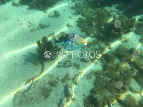 Baliste Picasso dans le lagon