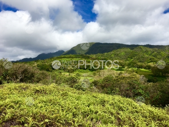 Tahiti iti, vue sur le plateau de Taravao, étendue de fougères, 