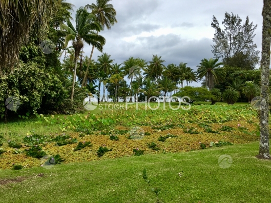Tahiti, Pelouse et cocotiers du jardin botanique
