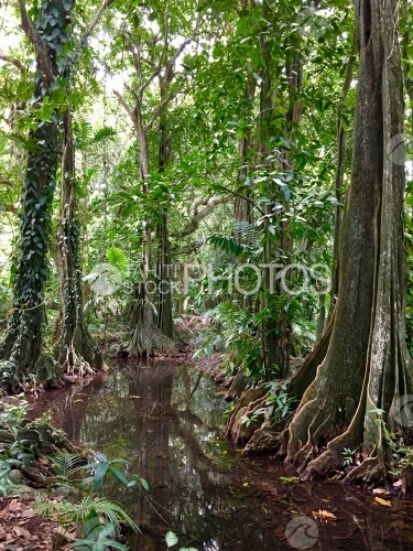 Tahiti, chataigniers tahitien et rivière du jardin botanique Harrison Smith