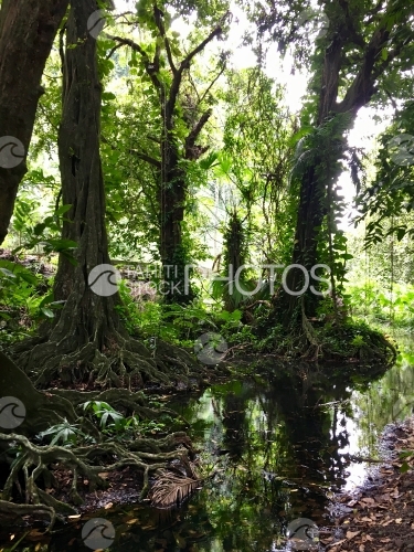 Tahiti, Arbres tropicaux et rivière du jardin botanique Harrison Smith