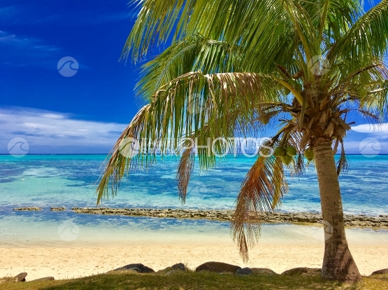 Moorea, cocotier sur la plage de sable blanc et le rivage lagonaire