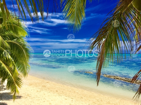 Moorea, cocotier et plage de sable blanc près du rivage lagonaire