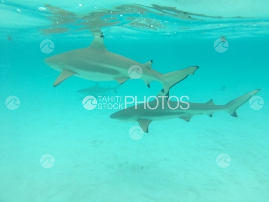Moorea, requins pointes noires nageant dans les eaux turquoises du lagon