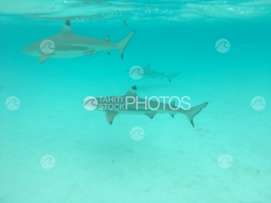 Moorea, Trois  requins pointes noires nageant dans les eaux turquoises
