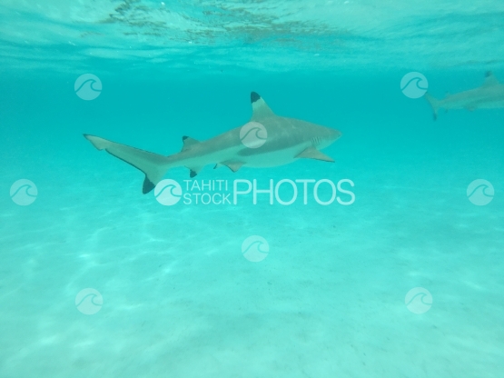 Moorea, requin pointes noires de lagon, nageant