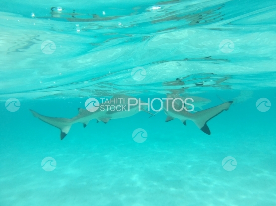 Moorea, Deux requins pointe noire nageant dans le lagon