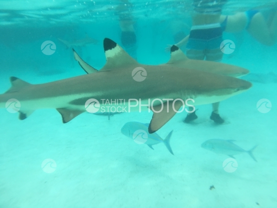 Plongée en apnée avec des raies et des requins