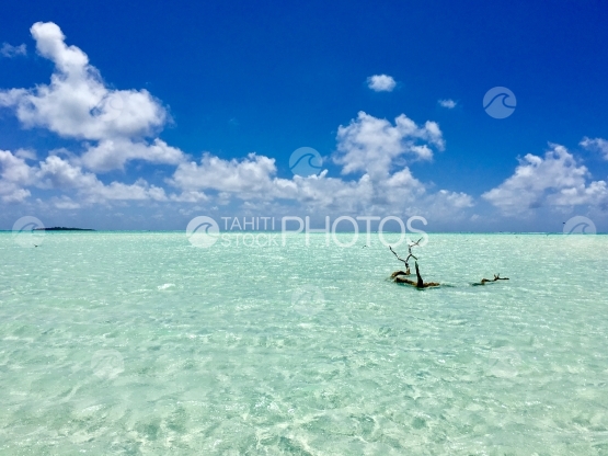 Branche de bois mort dans les eaux turquoises de Tetiaroa