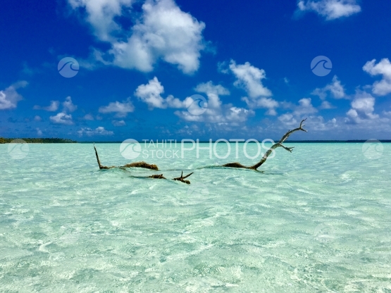 Bois flotté dans le lagon turquoise de Tetiaroa
