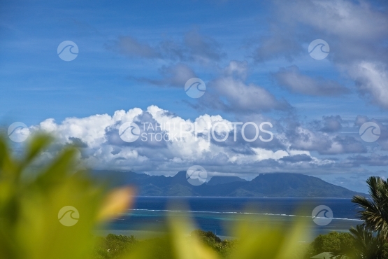 Mur de végétation et fleurs, île de Moorea en arrière plan