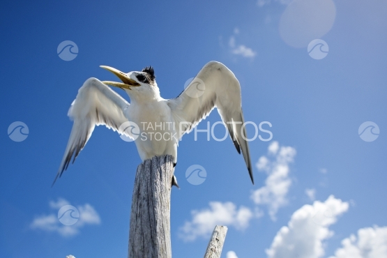 Sterne huppée posée sur un poteau de bois