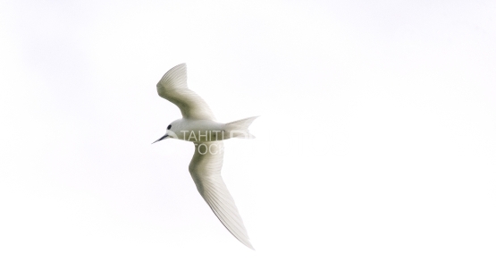 Sterne blanche volant