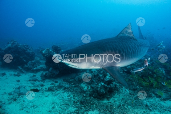 Tahiti, requin tigre en déplacement