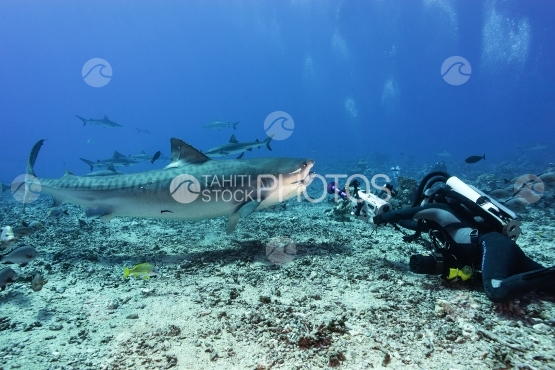 Tahiti, requin tigre avec un tête de thon dans la gueule, filmé par un cameraman
