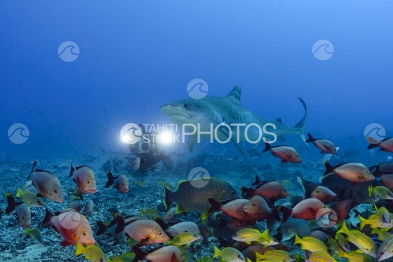Tahiti requin tigre filmé par un vidéaste