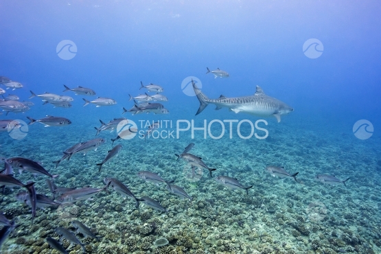 Tahiti, requin tigre suivi par des carangues