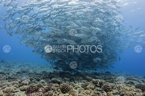 Tahiti, grand banc de carangues près du récif de corail