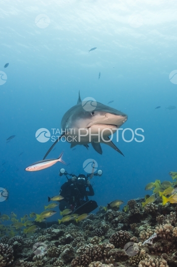 Tahiti, requin tigre photographié par un plongeur
