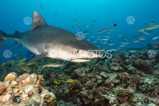 Tahiti, requin tigre photographié par un plongeur